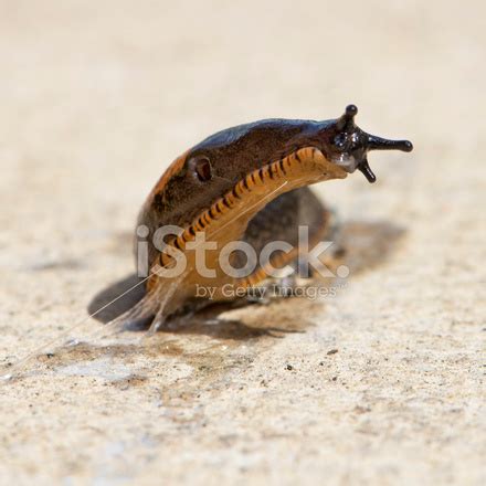 Garden Variety Slug Stock Photo | Royalty-Free | FreeImages