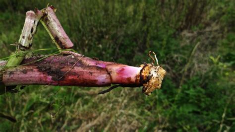 Flora Van Nederland Gewone Smeerwortel Symphytum Officinale