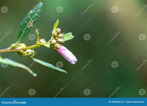 This Is A Wild Plant Named Galactia Striata Stock Photo Image Of Herb