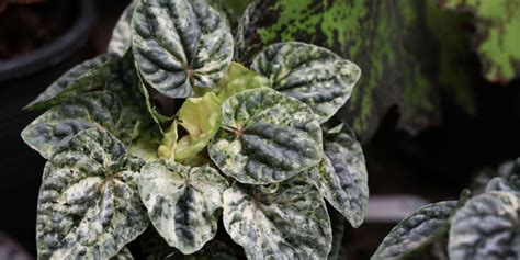 The Best Peperomia Plants To Grow In Your Home