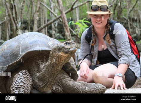 La tortuga de Galápagos la tortuga gigante Chelonoidis nigra Isla