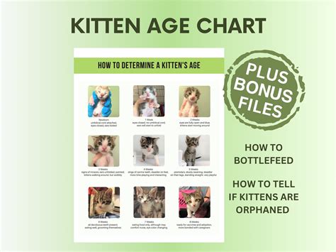 Kitten Age Chart How To Determine The Age Of A Kitten Pdf And  Files