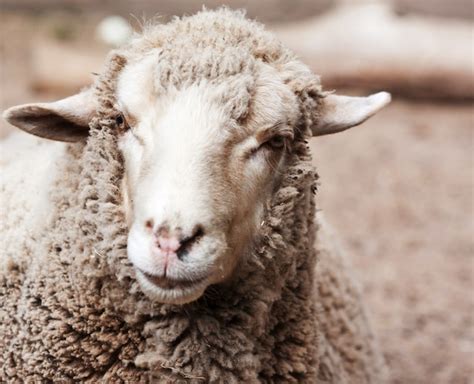 Bucket Head Sheep Photo Free Download