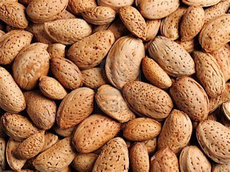 Almonds In Shell - My Parrot Shop
