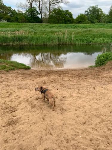 2023 Best Wild Flowers Trails In Thetford Forest Park Alltrails