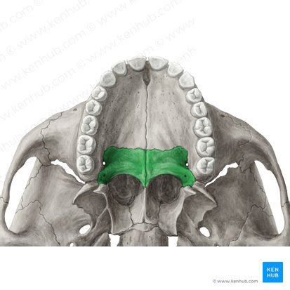 Palatine bone: Plates, borders, processes, articulations | Kenhub