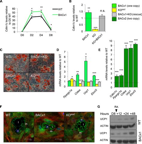 Cdkn1c Induces A Bat Like Gene Program Ex Vivo A Qpcr Of Analysis