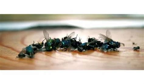 Fly Pest Control Service At Rs 1200visit फ्लाई कंट्रोल मक्खी