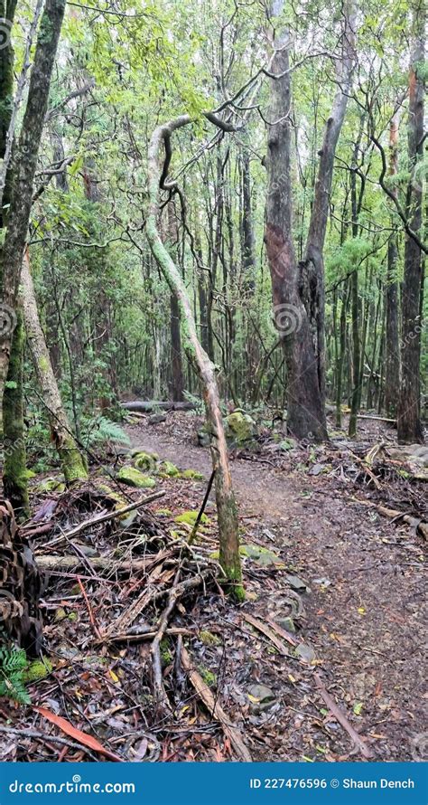 Track on the Hiking Trail at Cape Raoul Stock Photo - Image of outdoor, beautiful: 227476596