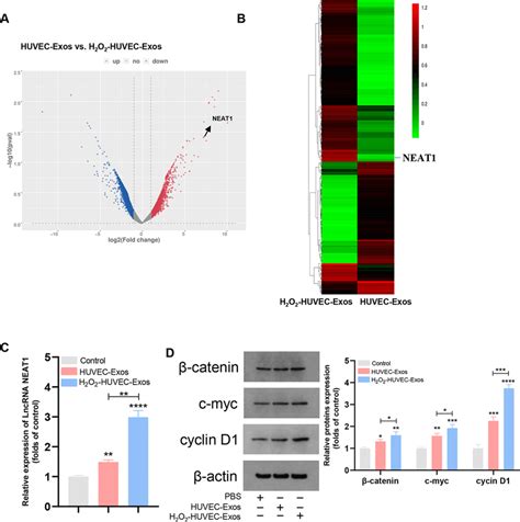 The Differential Expression Of Lnc Rnas In Exosomes And Proteins In The