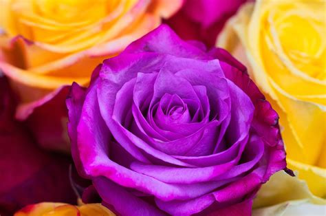 Rose Blumen Kostenloses Foto Auf Pixabay Pixabay