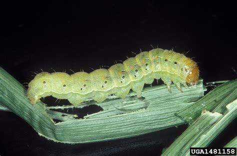 Corn Earworm Tomato Fruitworm Helicoverpa Zea Boddie