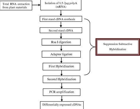 Figure From Suppression Subtractive Hybridization Technique In Wheat