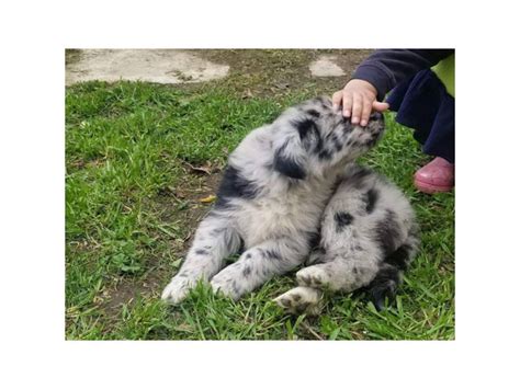 Aussie German shepherd mix Only 4 puppies available Murrieta - Puppies ...