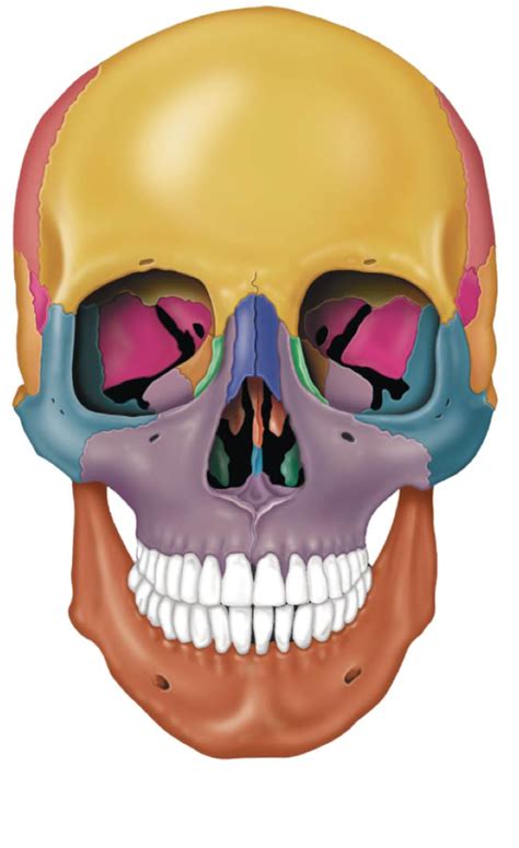 skull bones part  diagram quizlet