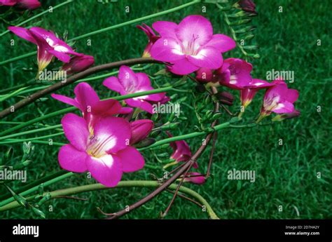 Cultivated Freesia Hi Res Stock Photography And Images Alamy