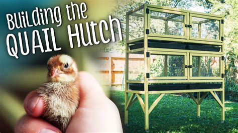 Building Our Diy Quail Hutch So Many Chicks Youtube