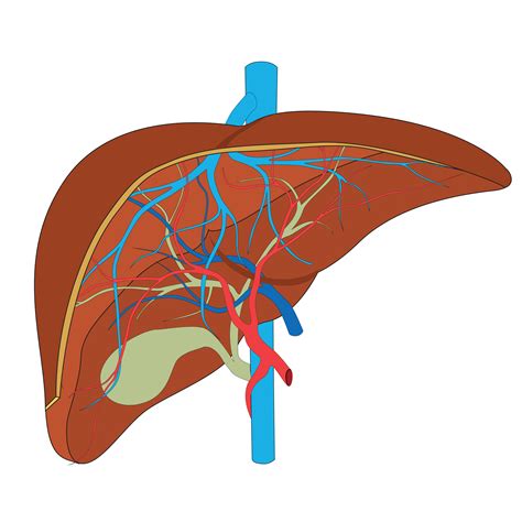 Liver Structure Of The Human Liver Scientifically Accurate