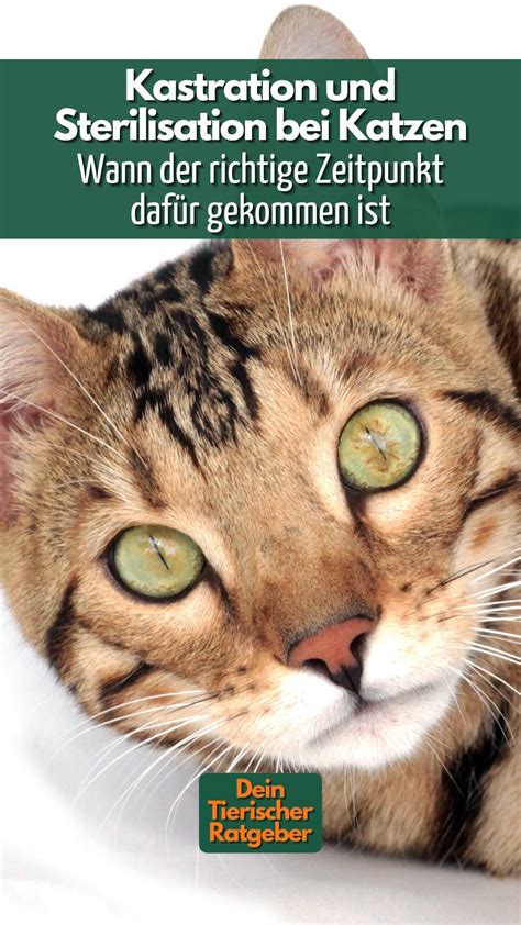 Kastration Und Sterilisation Bei Katzen Wie Viel Es Kostet Und Was Du