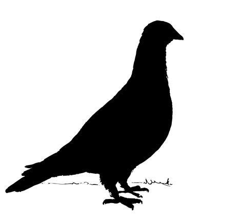 Pigeon Silhouette Free Stock Photo Public Domain Pictures