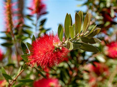 Lusine De Citrinus De Callistemon Avec Vert Et Le Rouge Part Du