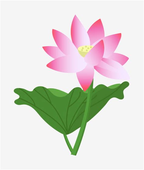 Lotus Loto Ilustraci N De Loto Hoja De Loto Png Hoja Ilustraci N