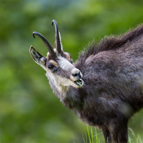 Portrait Of Chamois In Grassland Rupicapra Rupicapra Stock Image