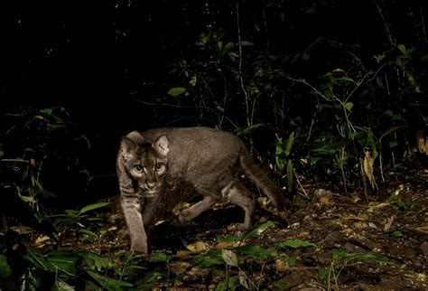 Rare Wildlife Photographs Of Threatened Species Science Sensei