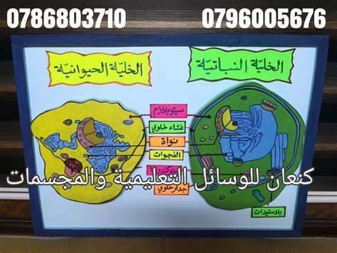 وسيلة تعليمية للعلوم عن الخلية النباتية والخلية الحيوانية