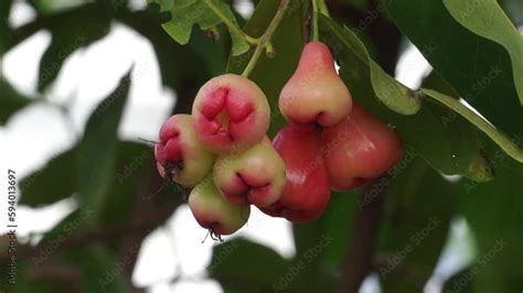 Syzygium Aqueum Watery Rose Apple Water Apple Bell Fruit Jambu Air