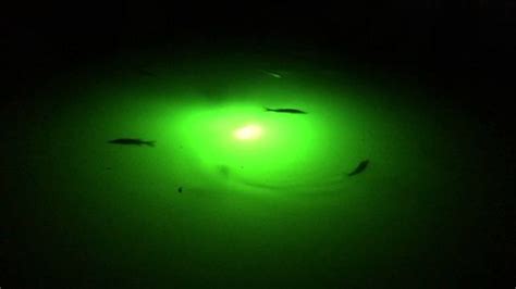 Green Glow Dock Light LLC Greendocklight Profile Pinterest