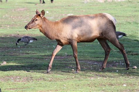 Ein Wapiti Cervus Canadensis Schaut Hinter Einem Gebüsch Hervor Und