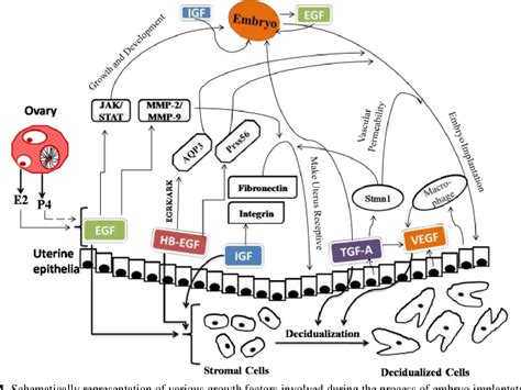 Figure From Endocrine And Paracrine Interaction Of Growth Factors