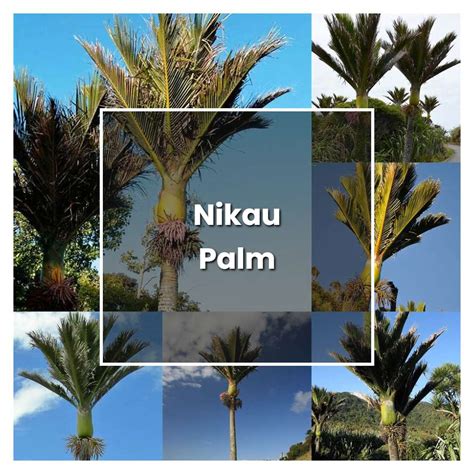 How to Grow Nikau Palm - Plant Care & Tips | NorwichGardener