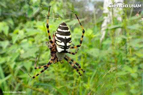 Ciencia Unam On Twitter Imagendeld A Las Ara As Araneae Producen