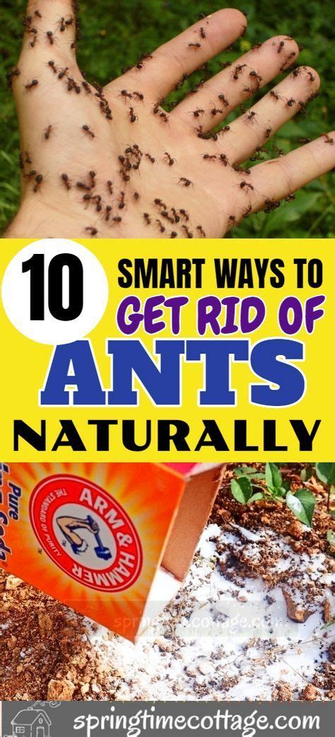 How To Get Rid Of Ants In Pavers Back Gardener