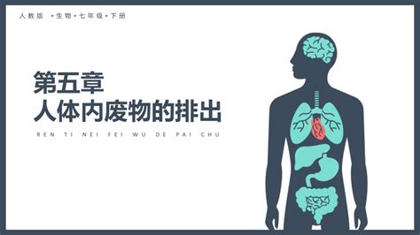 45人体内废物的排出教学课件共26张ppt2022 2023学年人教版七年级生物下册 21世纪教育网