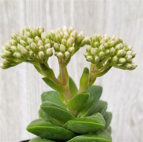 Crassula ‘springtime’ Easy Care Succulent Planet Desert