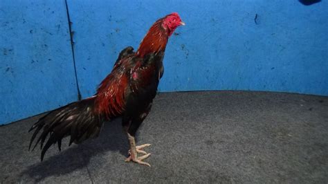 Ayam Bangkok Ayam Petarung Jogjakarta Trandon Pukulan Sarafbervidio