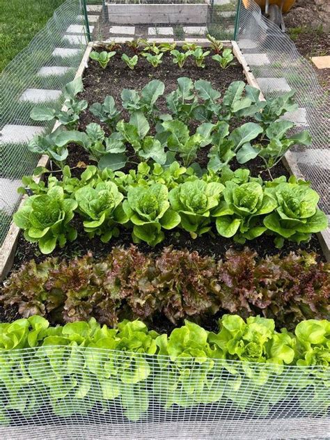 Pin By Ash On Prepping In Small Vegetable Gardens Vegetable