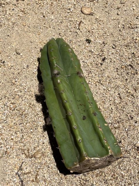 How To Propagate A San Pedro Cactus A Guide To Creating Stunning Cactus Landscaping