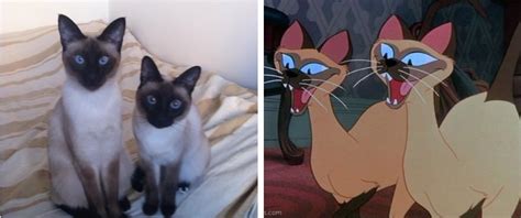 Cats That Look Just Like Disney Characters Iheartcats