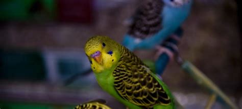 Yellow Green Parakeet Looking Free Stock Photo - Public Domain Pictures