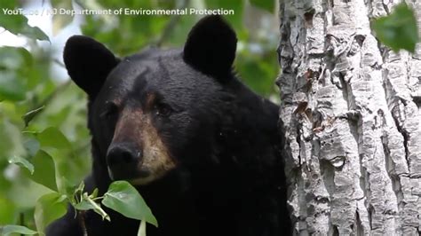 Nj Bear Hunt Results Cordy Sophia