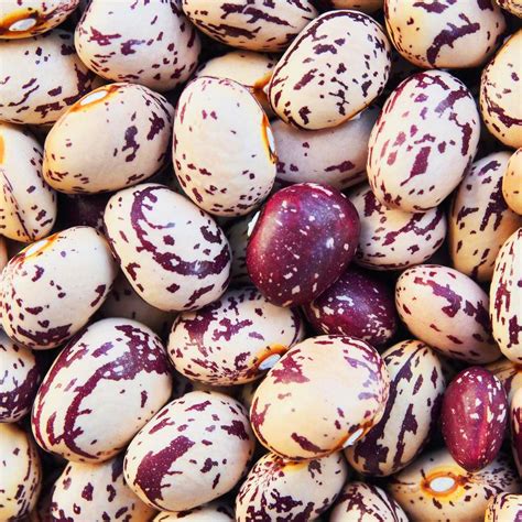 Dwarf French Bean Borlotto Tintoretto Seeds Easy Grow Seeds