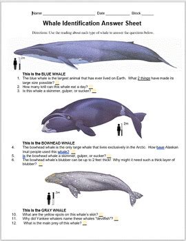 Whale Species Chart