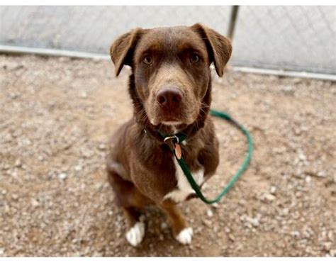 Tucson Az Labrador Retriever Meet Brownie Bits A Pet For Adoption