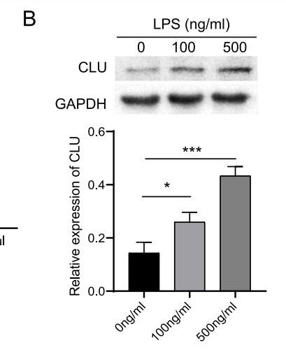 Gapdh Antibody Affinity Biosciences Ltd