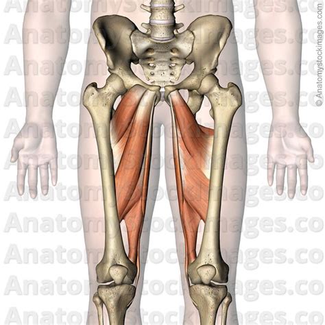 Anatomy Stock Images Hip Muscles Adductor Longus Brevis Magnus