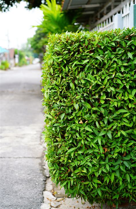 15 Amazing Living Fence Ideas For Your Yard Bees And Roses